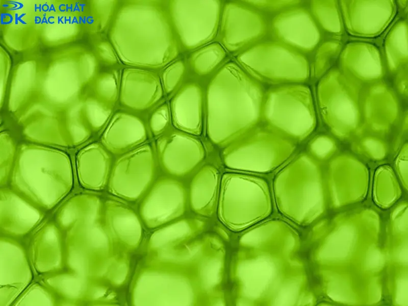 Paclobutrazol 15WP