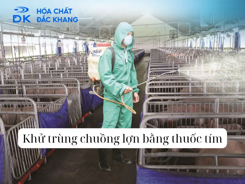 Cách Khử Trùng Chuồng Lợn Bằng Thuốc Tím Hiệu Quả