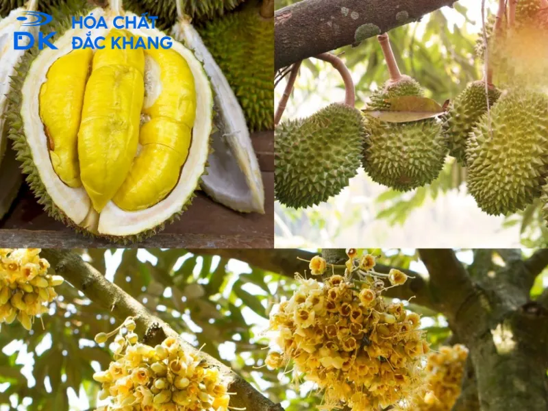 Các yếu tố ảnh hưởng đến việc điều chỉnh liều lượng kali humate cho cây