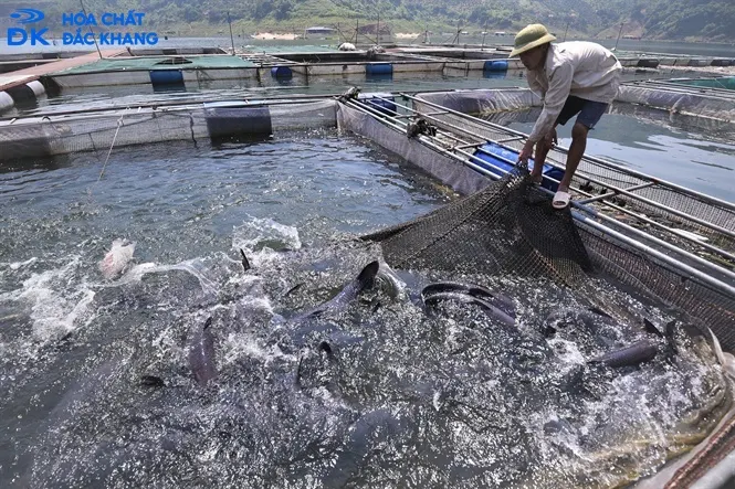clorin trong nông nghiệp nuôi trồng thuỷ sản