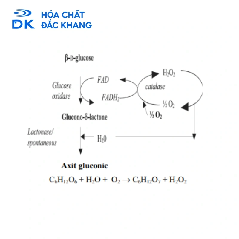 Sơ đồ chuyển hóa glucose thành axit gluconic