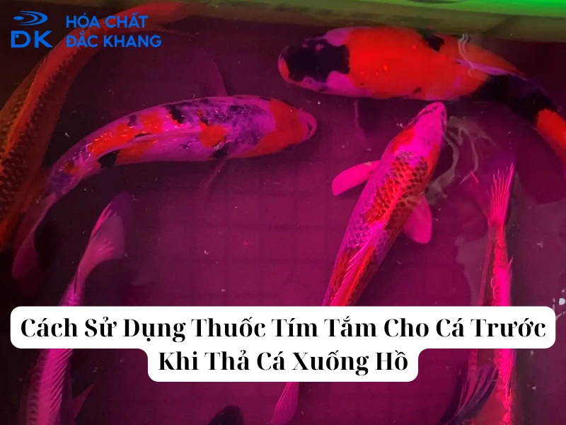 Cách Sử Dụng Thuốc Tím Tắm Cho Cá Trước Khi Thả Cá Xuống Hồ