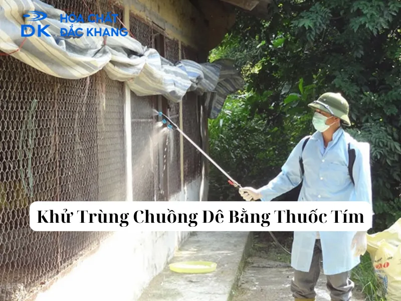 Cách Khử Trùng Chuồng Dê Bằng Thuốc Tím Hiệu Quả