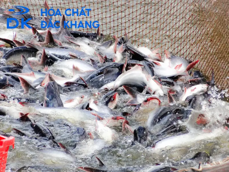 Hóa Chất Thủy Sản