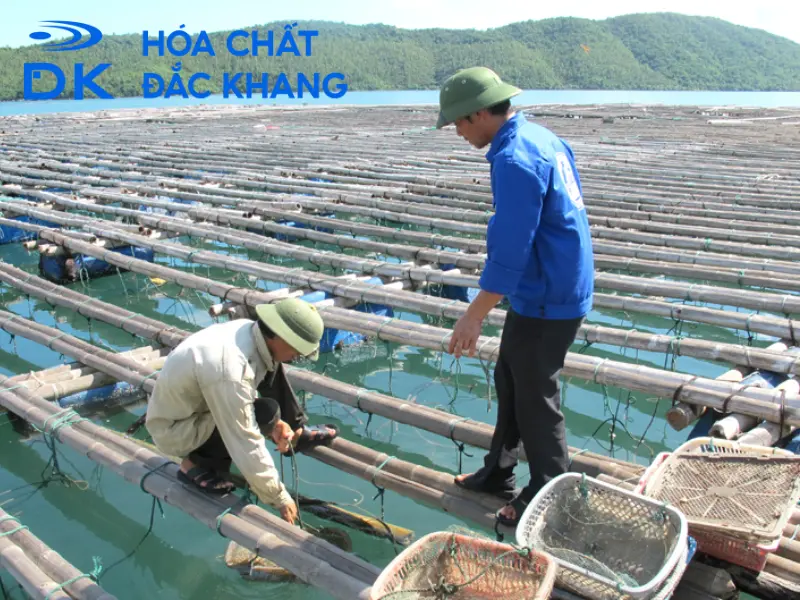Hóa Chất Thủy Sản