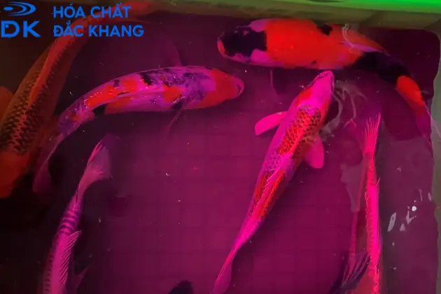 Thuốc Tím KMnO4